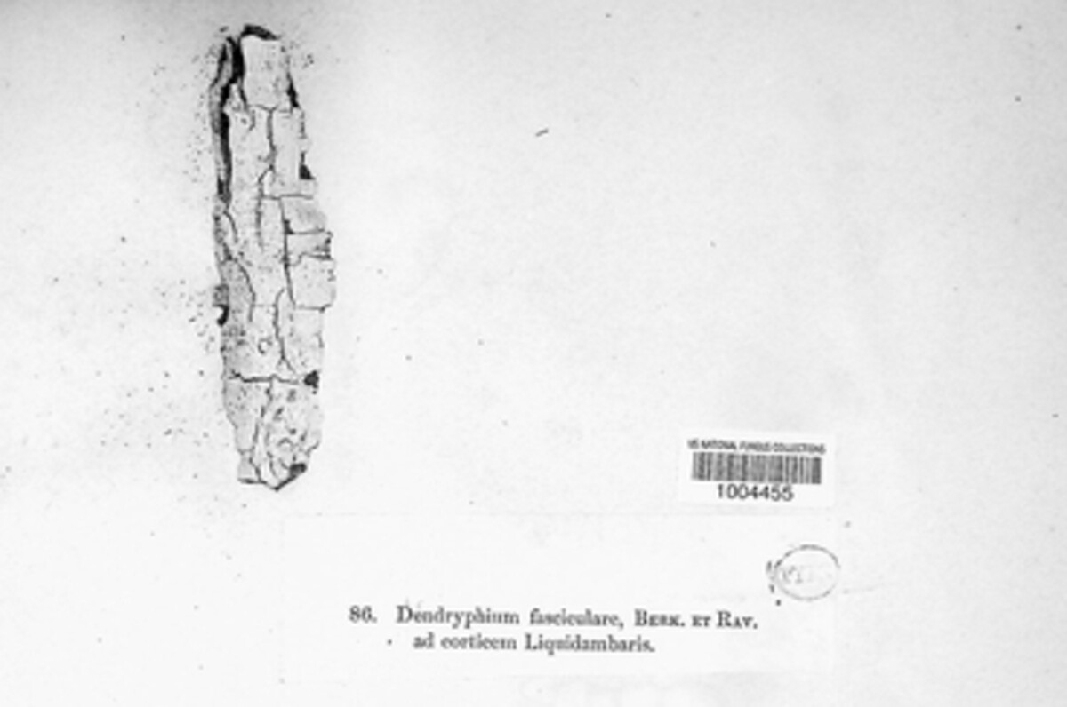 Dendryphion fasciculare image